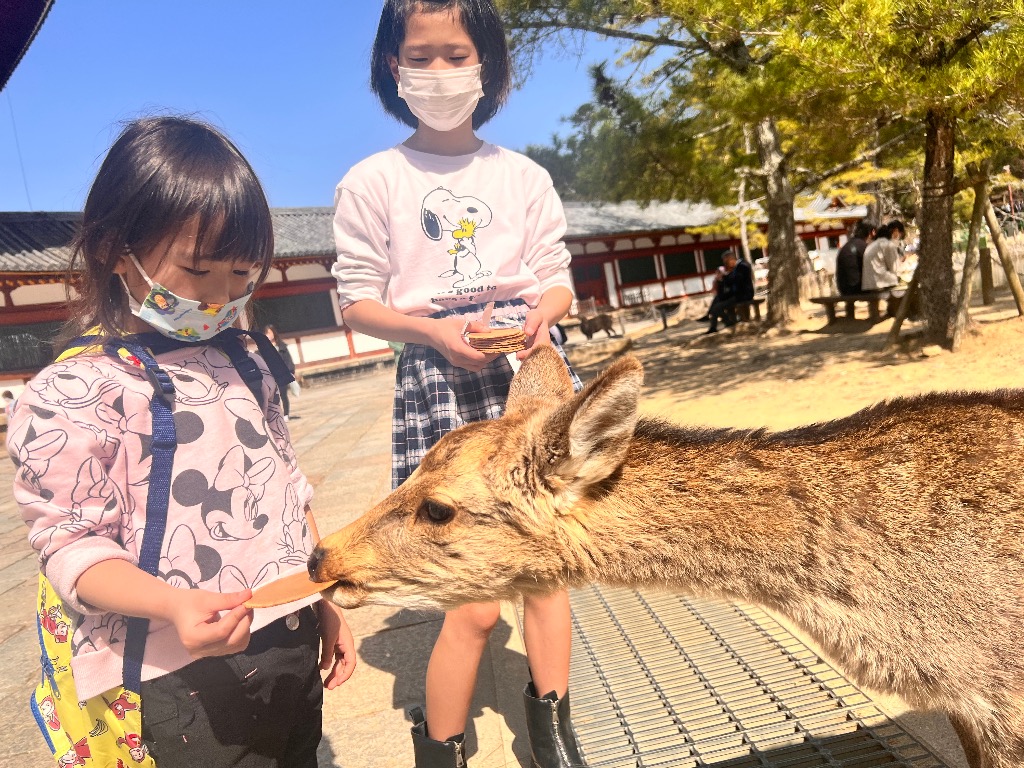 奈良公園✨
